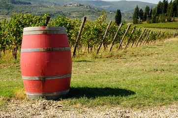 Obraz premium Vineyard with old wine barrels, Tuscany, Italy.