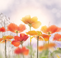 Obraz na płótnie Canvas Poppy Flowers Blossom