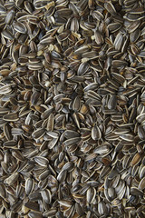 A full page of shell on sunflower seeds background texture
