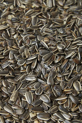 A full page of sunflower seeds with the shell on forming a background texture