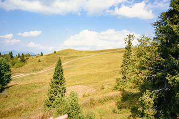 Hill in the Carpathian mountains with fir-trees and clouds in the background