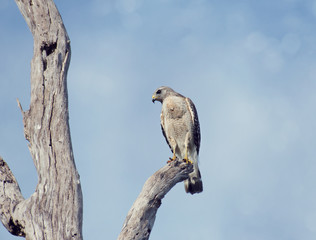 Red-Shouldered Hawk