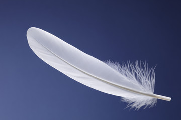 white feather