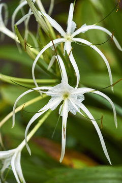 Spider Lilies