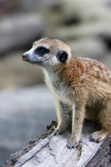 Cute meerkat on guard duty