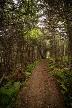 tree covered hiking trail to Western Brook Pond