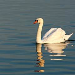 Beautiful swan swimming © darezare