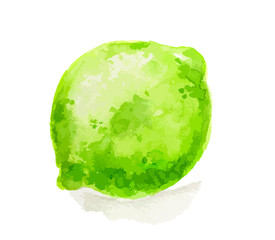 Isolated watercolor lime on white background. Fresh and sour citrus tropical fruit.