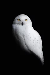 Foto op Plexiglas Snowy owl © mytree
