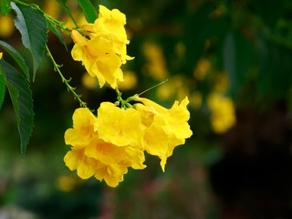 Yellow flowers with natural green leaves background .