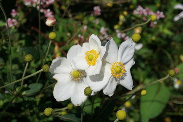 Obraz premium Flowers from Powis Castle gardens in Wales