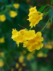 Obraz premium Yellow flowers with natural green leaves background .