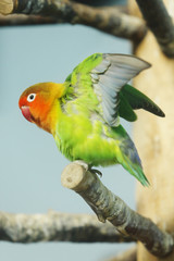 Parakeet