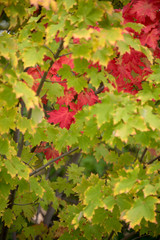 red maple leaves framed by green leaves