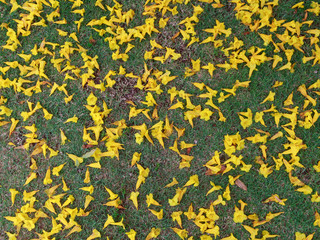 Yellow flowers fall on natural green field .