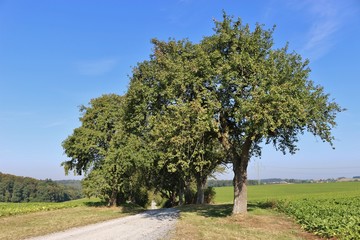Avenue with large apple trees in autumn. In the Kraichgau region, South Germany, Europe.