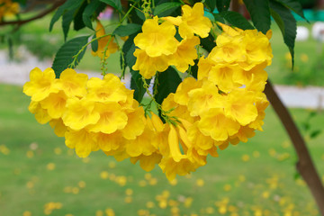 Yellow flowers against background of green leaves of the tree.