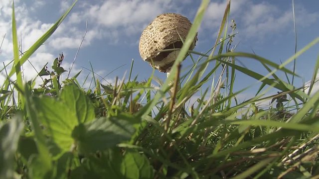 Meadow with wild edible mushrooms parasol mushrooms.