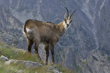 Chamois on the ledge. Slovakia Tatry