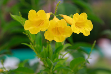 Yellow flowers with natural green leaves background .