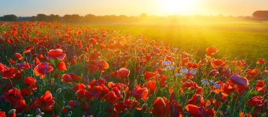 Zelfklevend Fotobehang Poppy field © denis_333