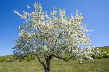 beautiful Apple tree blooms white flowers