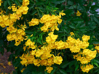 Yellow flowers with natural green leaves background .