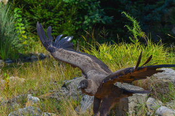 avvoltoio in volo sopra i sassi