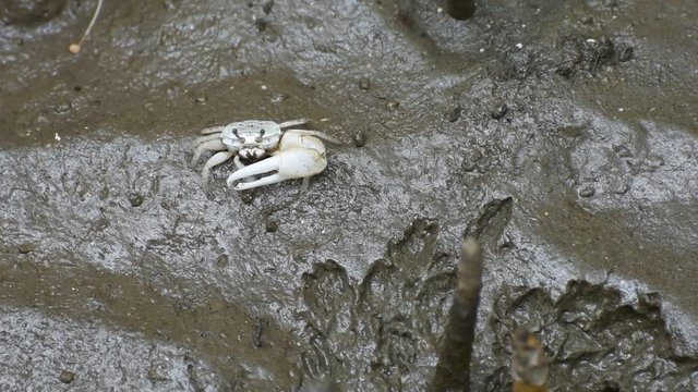 Crab (Sesarma meder) at mangrove forest (Forest at the river estuary) in nature