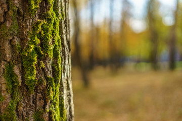 The tree trunk covered with moss