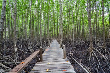 Wooden bridge at Tung Prong Thong,Golden Mangrove Field,Pra Sae,
