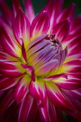 Closeup of a purple pink and white colored dahlia flower