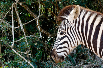Just a pin sharp Burchell's Zebra