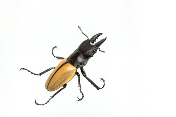 Stag Beetle (Odontolabis mouhoti ) Male