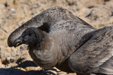 Naklejka premium avvoltoio in primo piano sulla sabbia