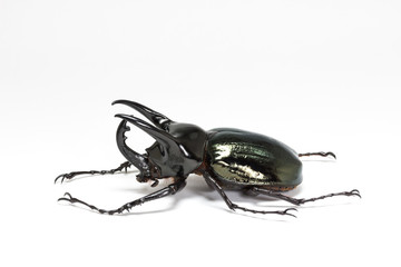 Three-Horned Beetle (Chalcosoma caucasus)
