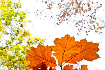 Fototapeta na wymiar autumn background