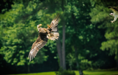 A Bald Eagle defends itself from an attacking Osprey by rolling on its back and showing its talons. 