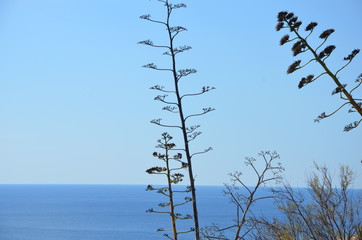 Mediterranean vegetation by the seaside