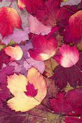 Background from autumn colourful leaves