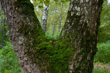 the blueberry Bush on birch