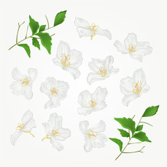 Jasmine flowers with twigs set vector illustration