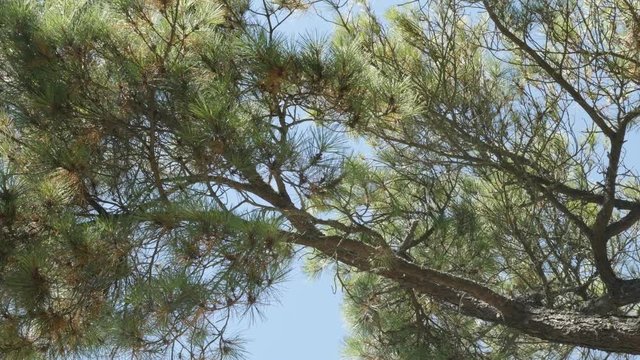 Lodgepole shore pine swinging on the wind 4K 2160p 30fps UltraHD footage - Green Pinus contorta twisted tree crown and needle like branches against blue sky 3840X2160 UHD video 
