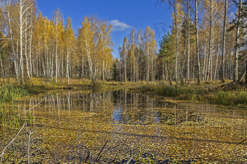 beautiful autumn yellow leaves of the trees in the vast fields and woods with the blue sky