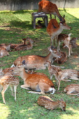 鹿の親子09