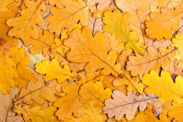 Background from autumn colourful oak leaves