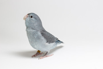 Mauve Forpus Parakeet, Bird
