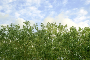 leaves shining in the sun on blue sky background