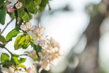 White Cherry Flowers Branch On The Foreground Picture