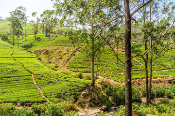 Fototapeta na wymiar View of the great tea fields in Sri Lanka and its famous tea plants